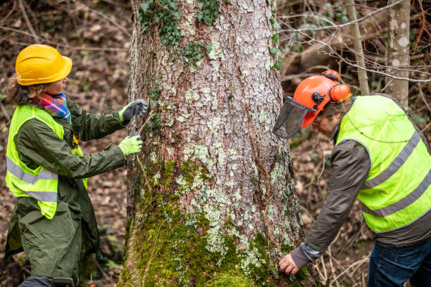 Fall City, WA Tree Removal Services Company